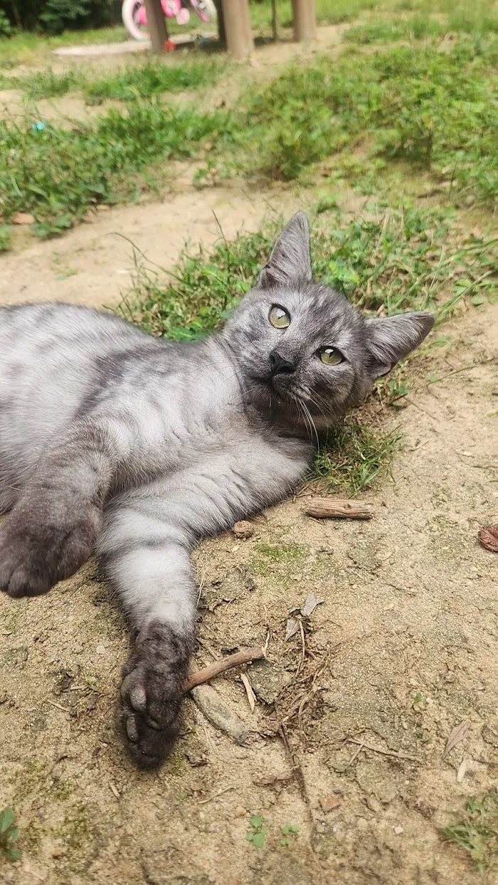Jazzy Paw, Inc. 12