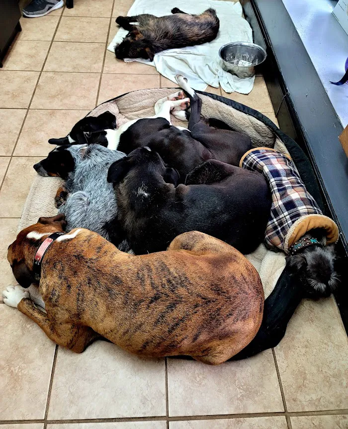 North Griffin Animal Hospital 12