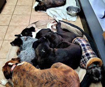 North Griffin Animal Hospital