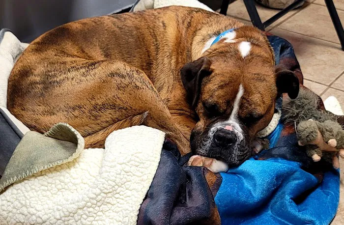 North Griffin Animal Hospital 12