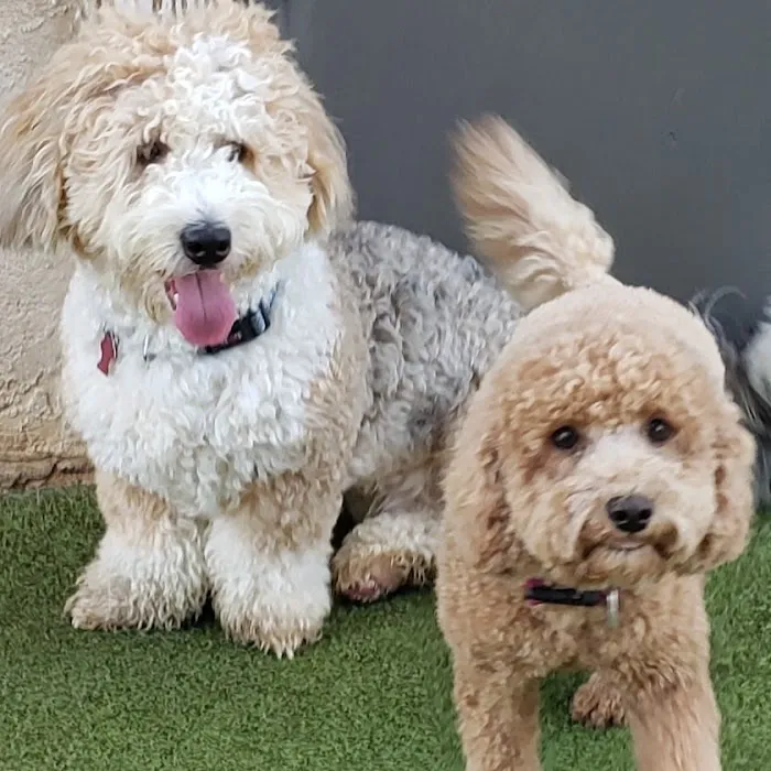 Animal Medical Clinic's Pet Care Center & Hotel 12