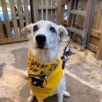 Animal Medical Clinic's Pet Care Center & Hotel ico