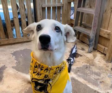 Animal Medical Clinic's Pet Care Center & Hotel
