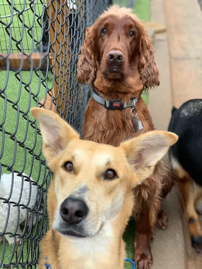 Animal Medical Clinic's Pet Care Center & Hotel 12