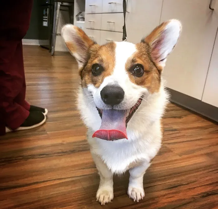 The Healthy Pet Veterinary Clinic 12