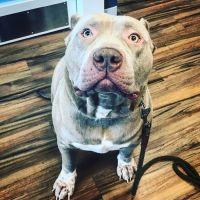 The Healthy Pet Veterinary Clinic ico