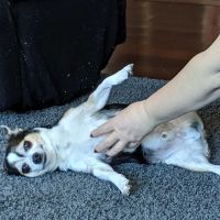 Paws N Claws Animal Wellness Center ico