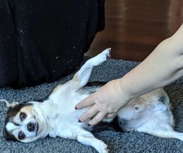 Paws N Claws Animal Wellness Center