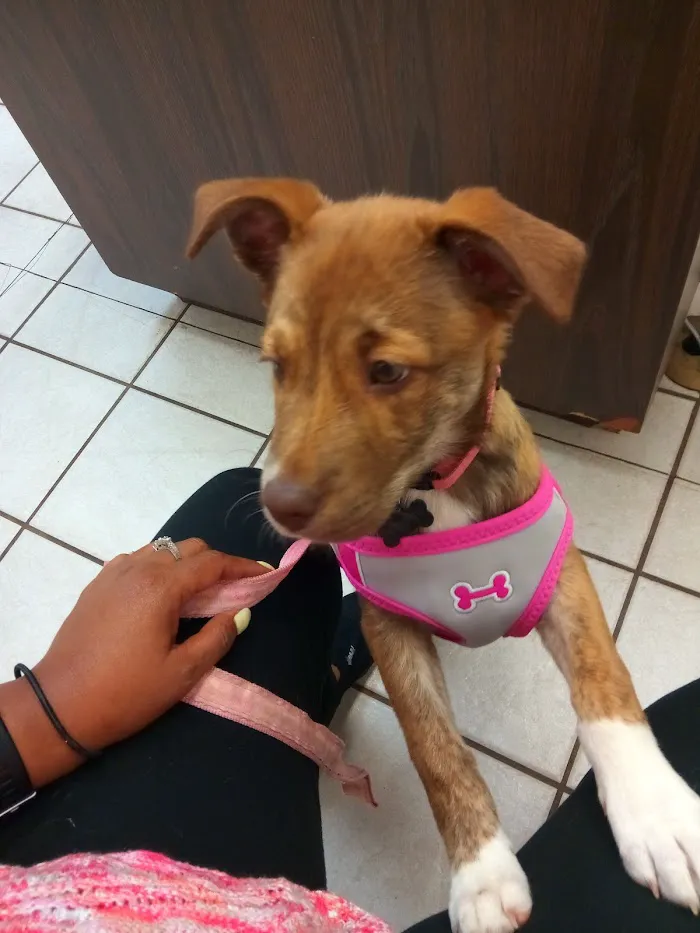 Griffin Animal Care 12