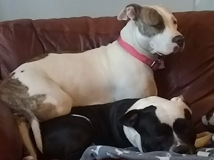Griffin Animal Care 12