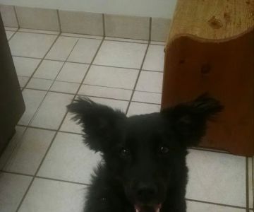 Griffin Animal Care