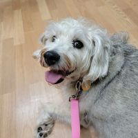 Eagle’s Landing Veterinary Hospital ico