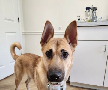 Braelinn Animal Hospital