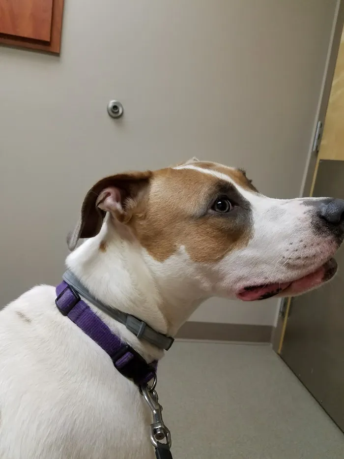 Fairview Animal Hospital 12