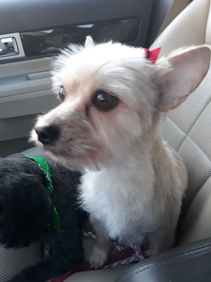 Fairview Animal Hospital 12