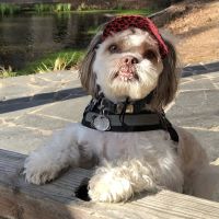 Memorial Drive Veterinary Clinic ico