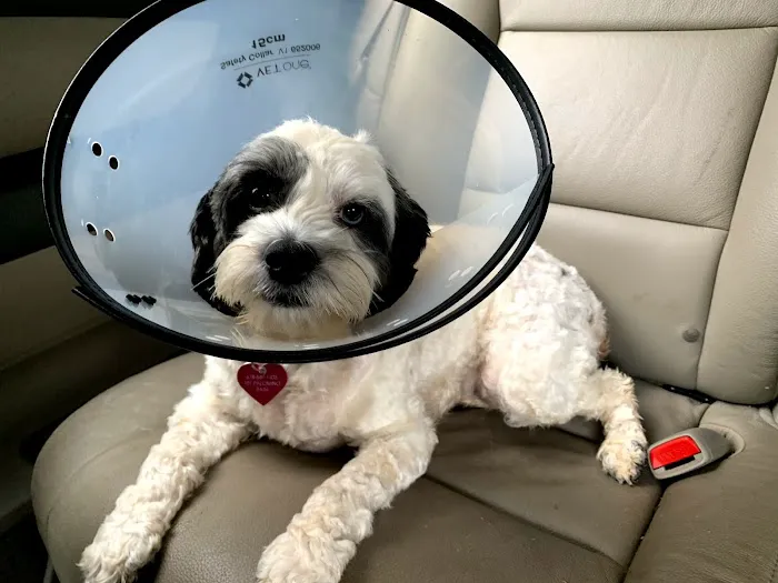 VCA Braelinn Village Animal Hospital 12