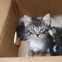 VCA Braelinn Village Animal Hospital ico