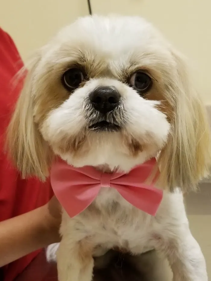 South Fulton Pet Care 4