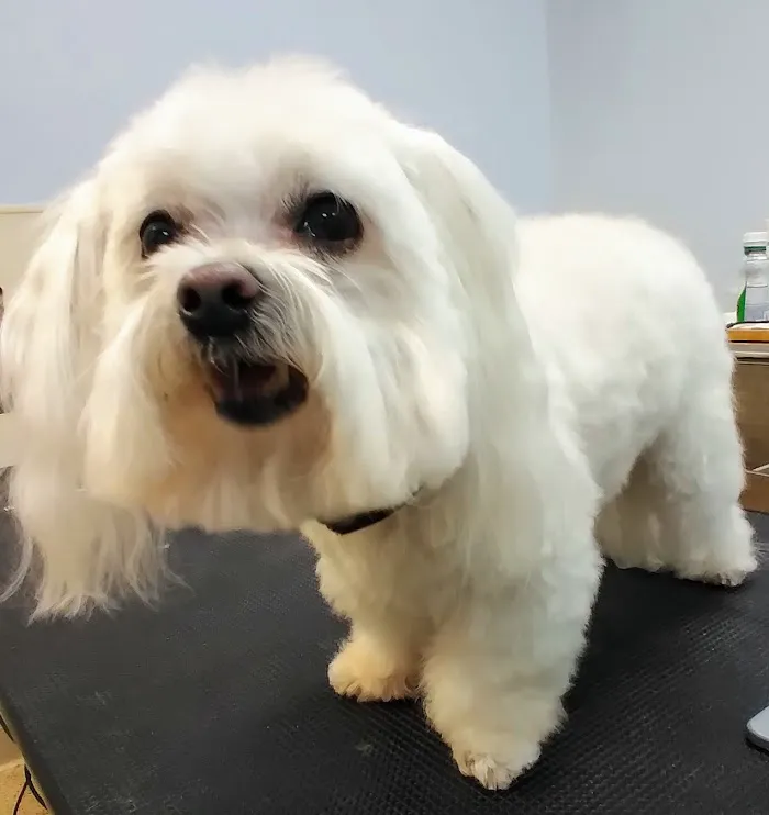 South Fulton Pet Care 7