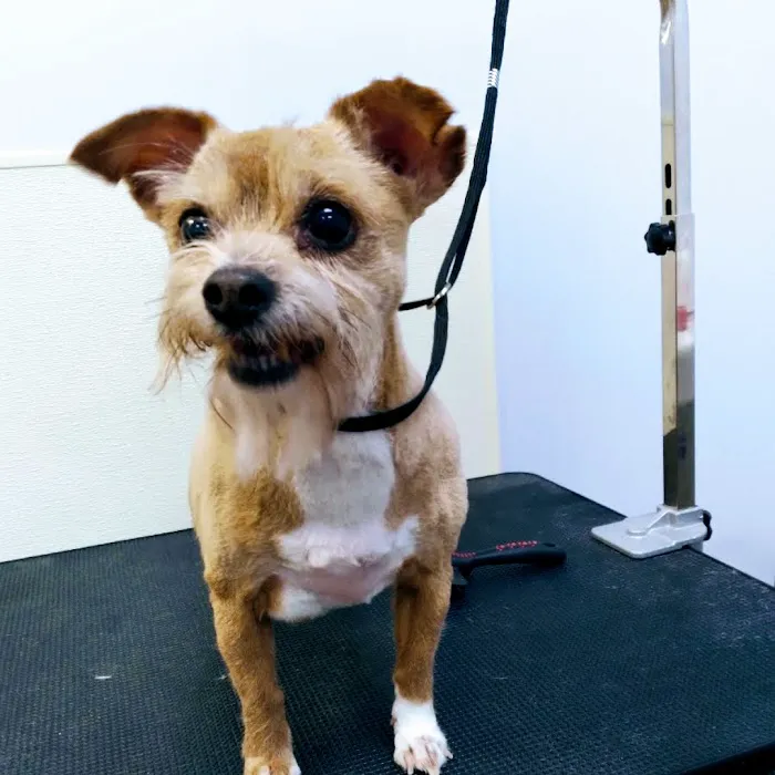 South Fulton Pet Care 8