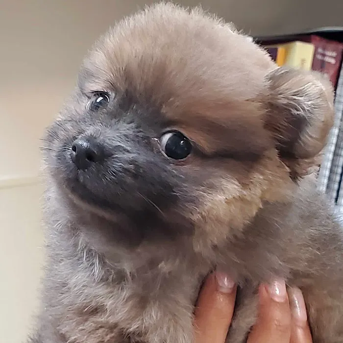 South Fulton Pet Care 3