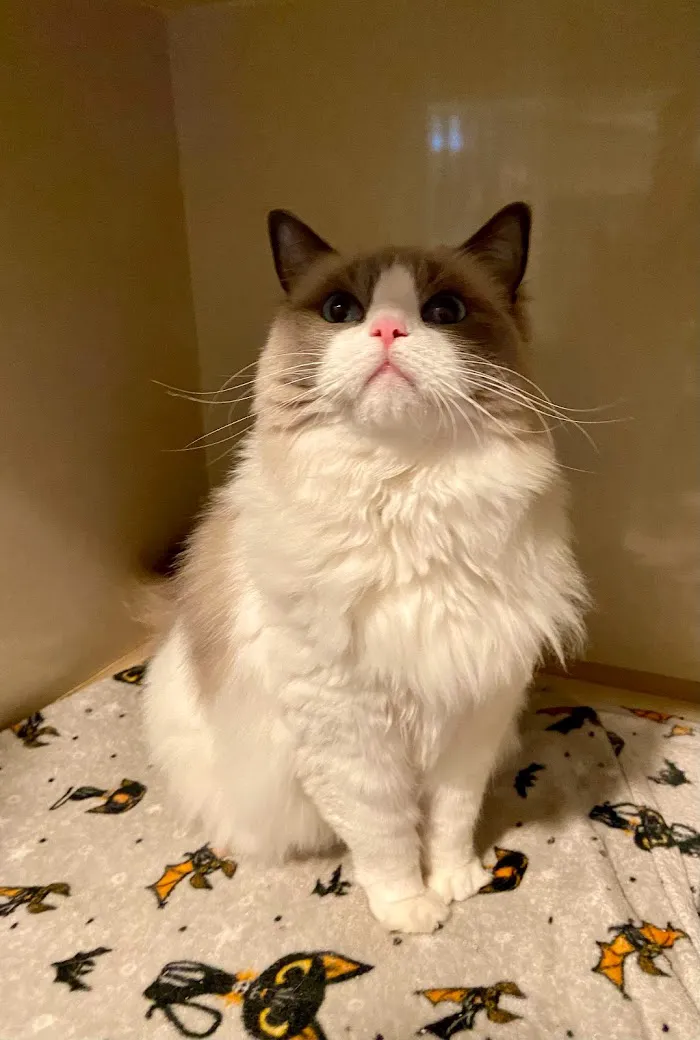 Cat Care of Fayette 12