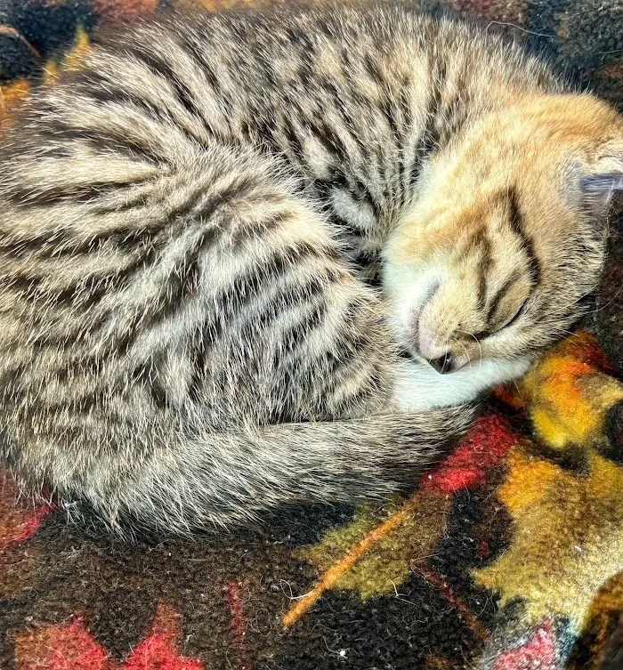 Cat Care of Fayette 12