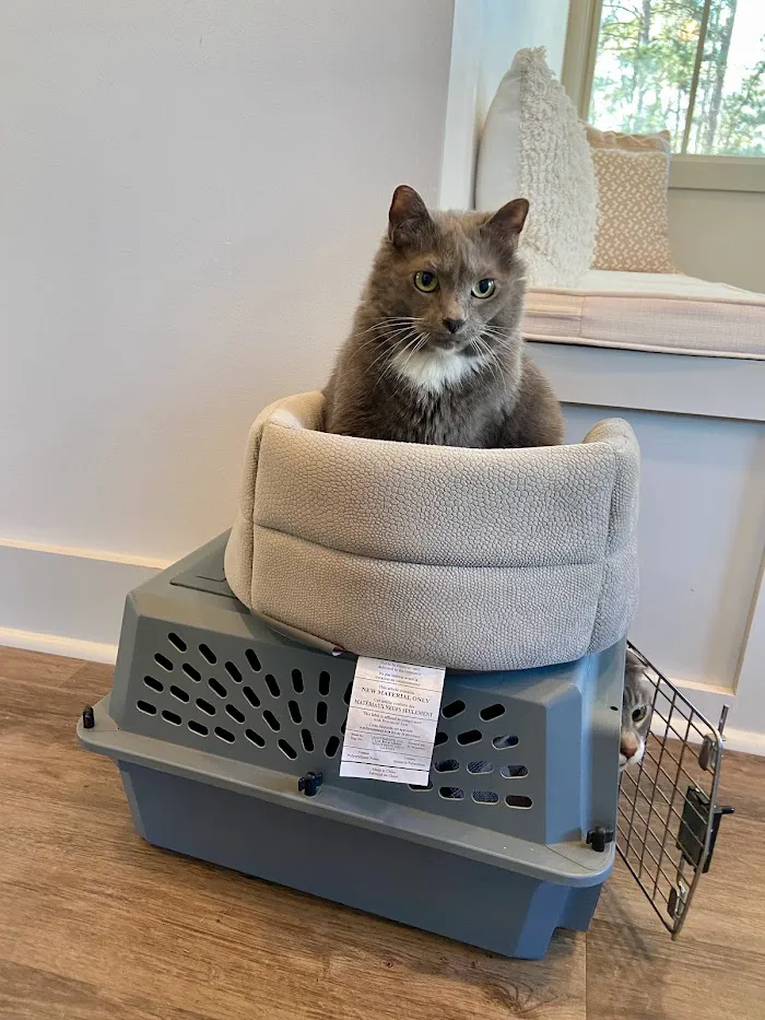 Cat Care of Fayette 12