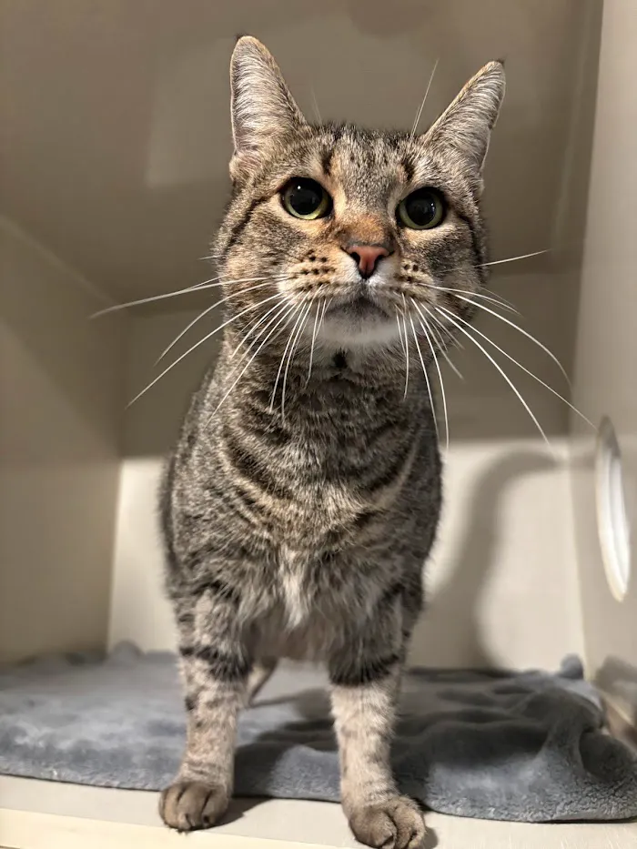 Cat Care of Fayette 12