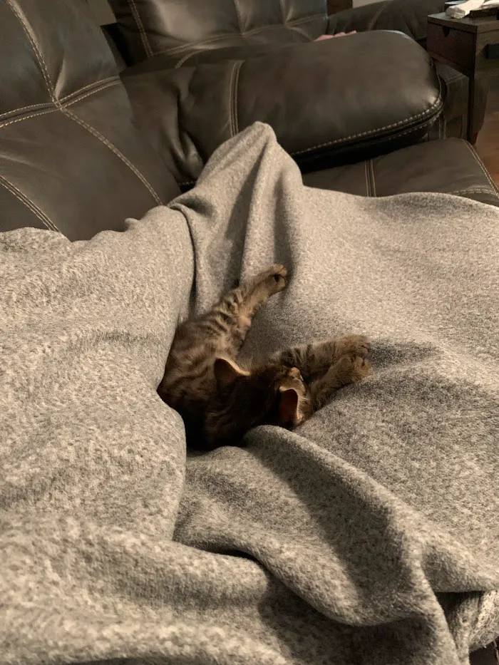 Cat Care of Fayette 12