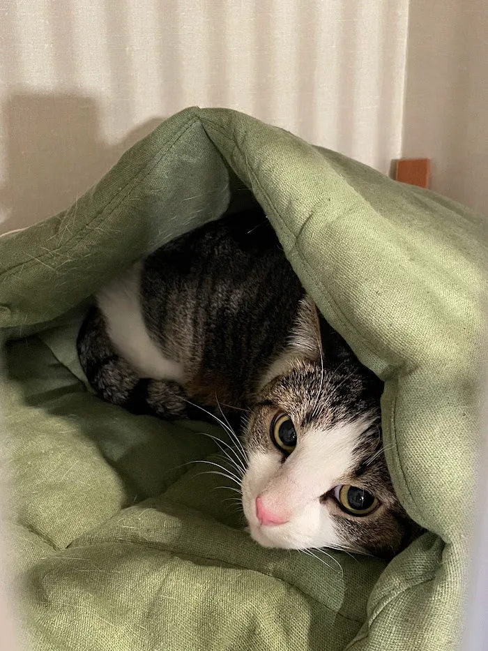 Cat Care of Fayette 12