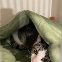 Cat Care of Fayette ico