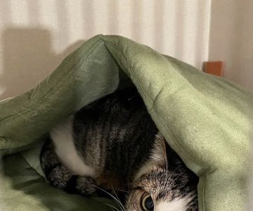 Cat Care of Fayette