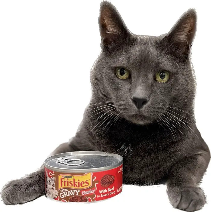 Cat Care of Fayette 12