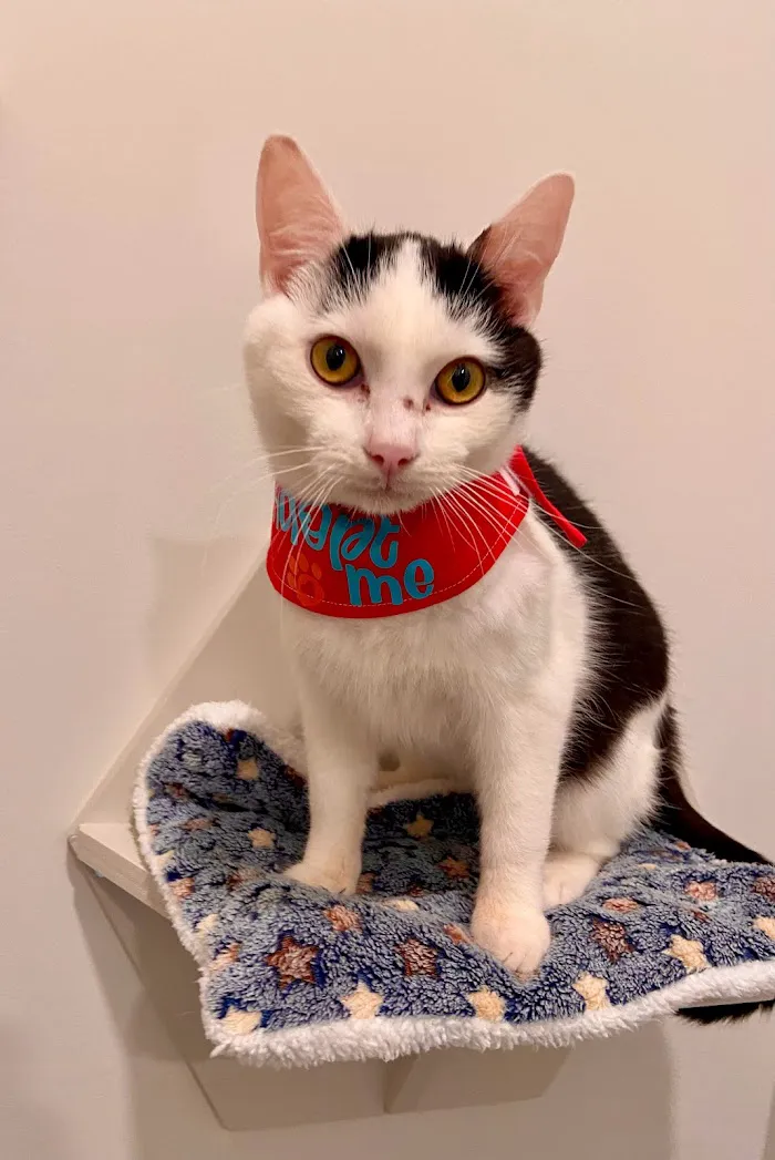 Cat Care of Fayette 12