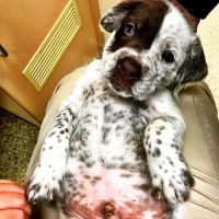 Animal Medical Clinic of Fairburn ico