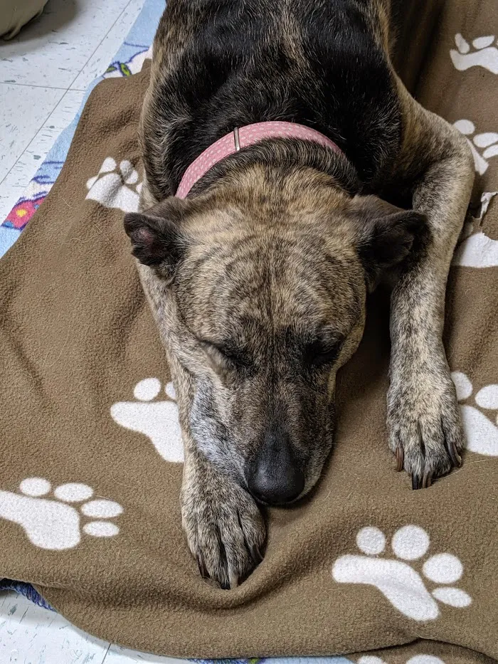East Coweta Veterinary Hospital 12