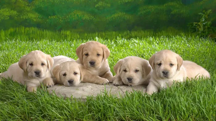 Animal Medical Clinic of Peachtree City 12