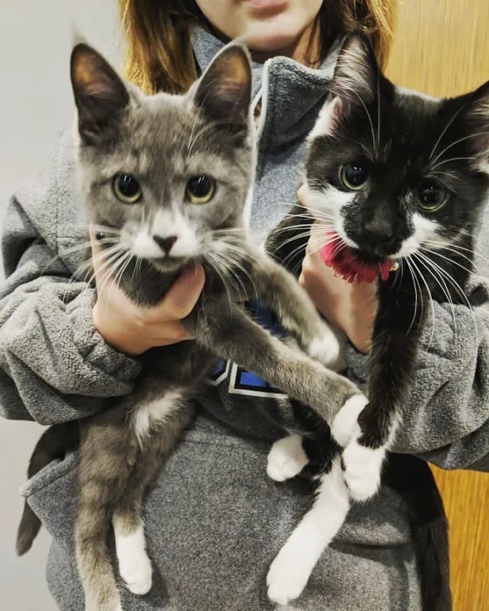 Animal Medical Clinic of Peachtree City 12