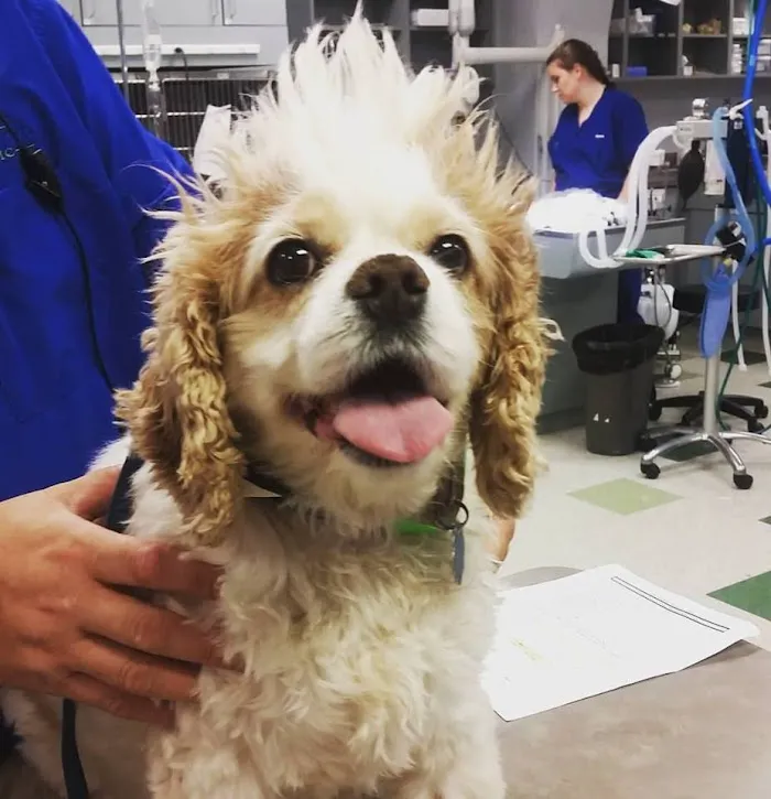 Animal Medical Clinic of Peachtree City 12