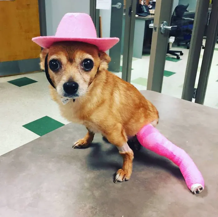 Animal Medical Clinic of Peachtree City 12
