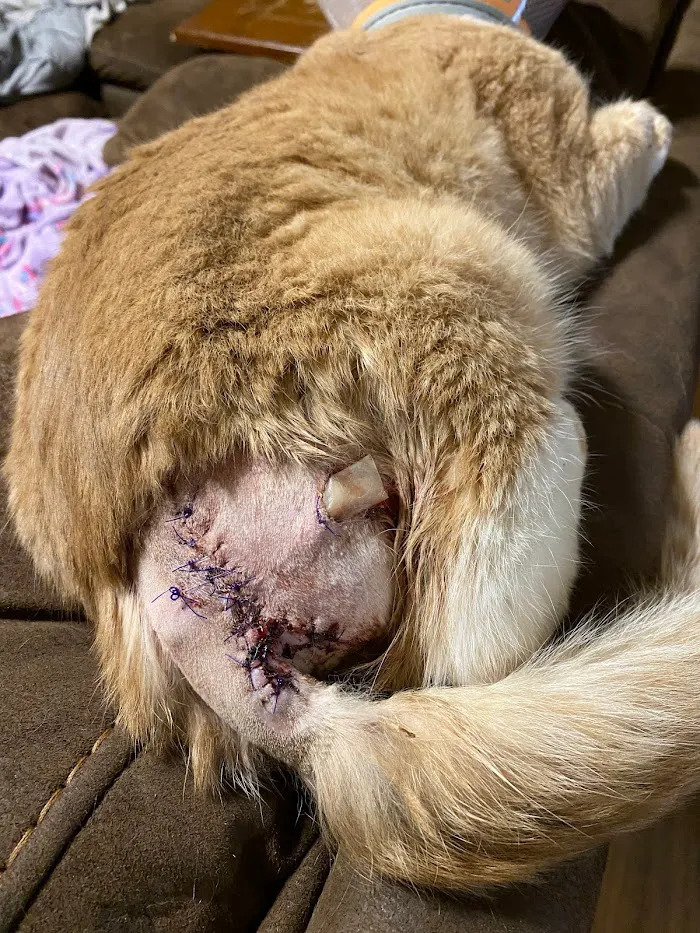 Pathway Animal Hospital and Urgent Care 12
