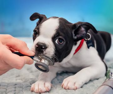 NewDay Veterinary Care