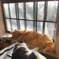 Three Counties Animal Hospital ico