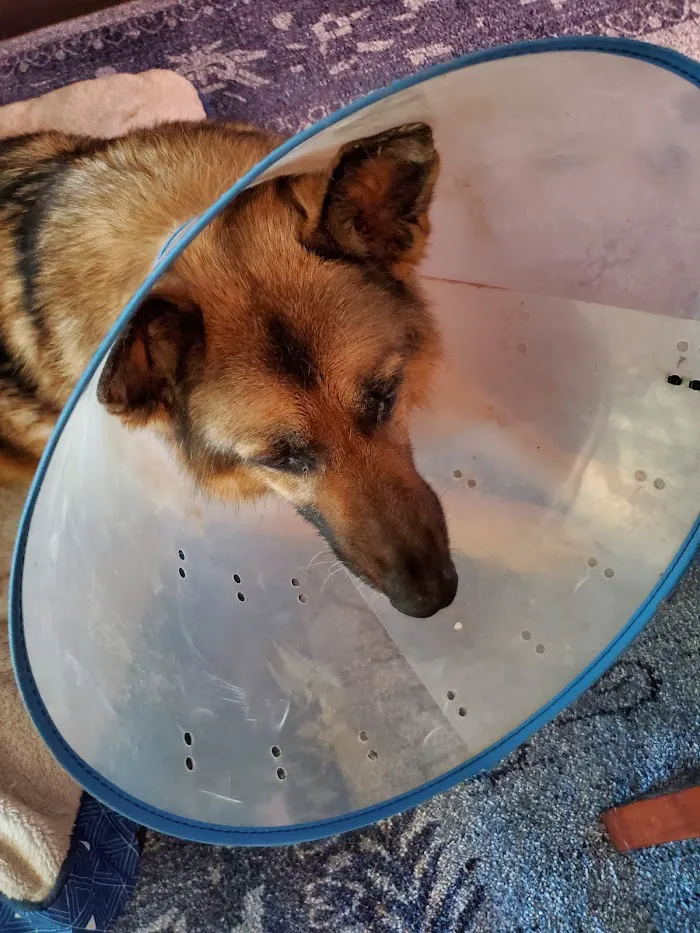 Three Counties Animal Hospital 4