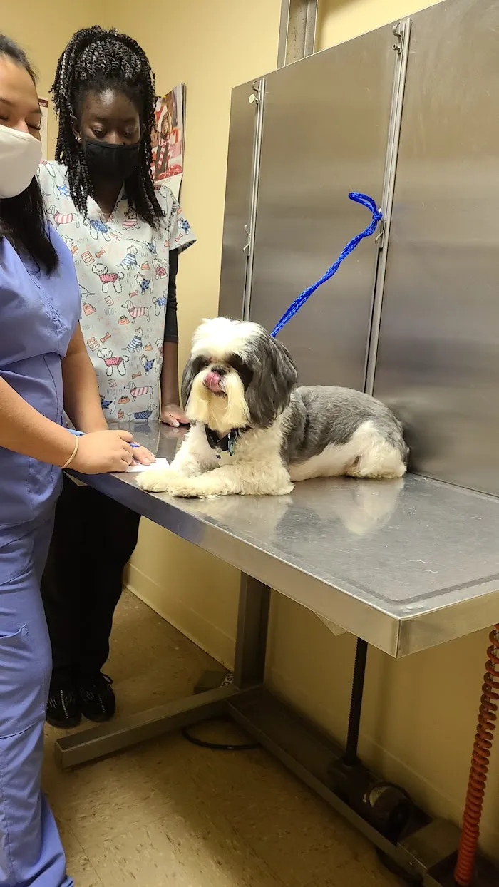 AVS Animal Hospital 2