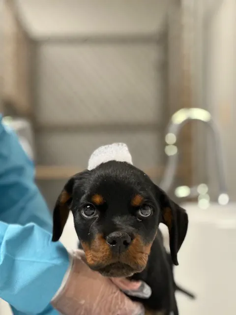 AVS Animal Hospital 4