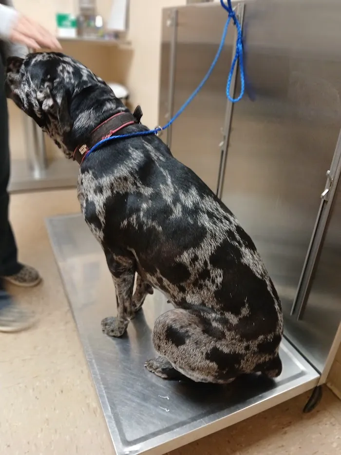AVS Animal Hospital 7
