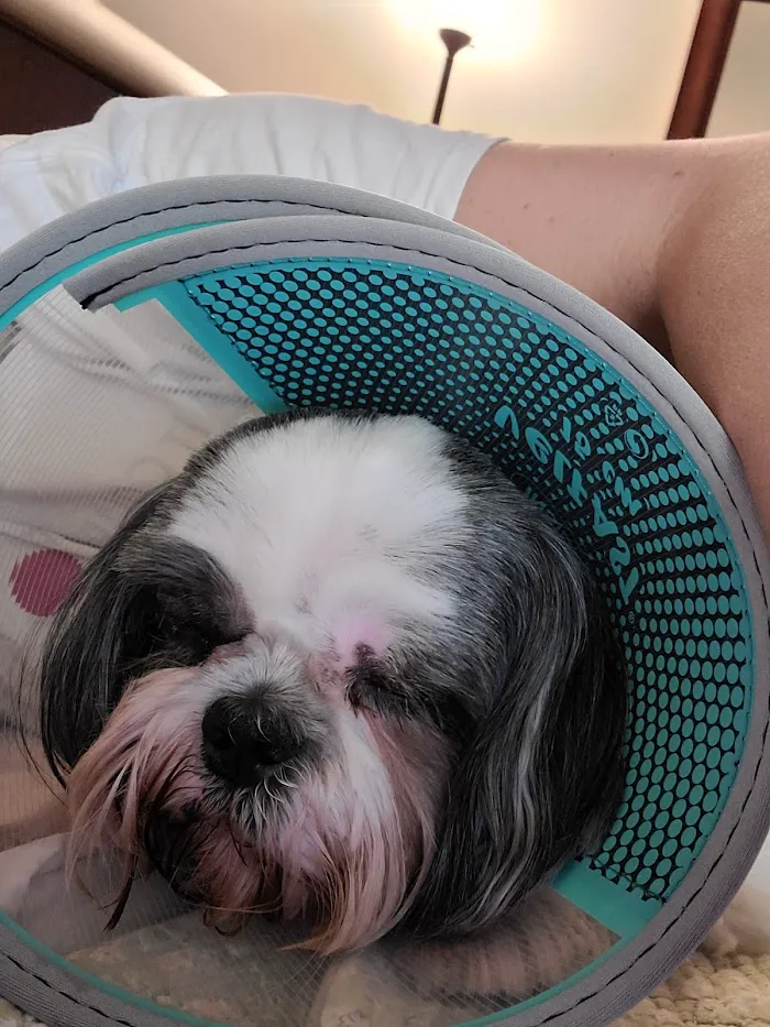 AVS Animal Hospital 6